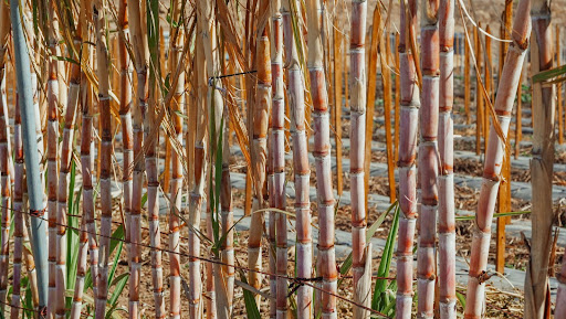 Cane Sugar Processing Chemicals