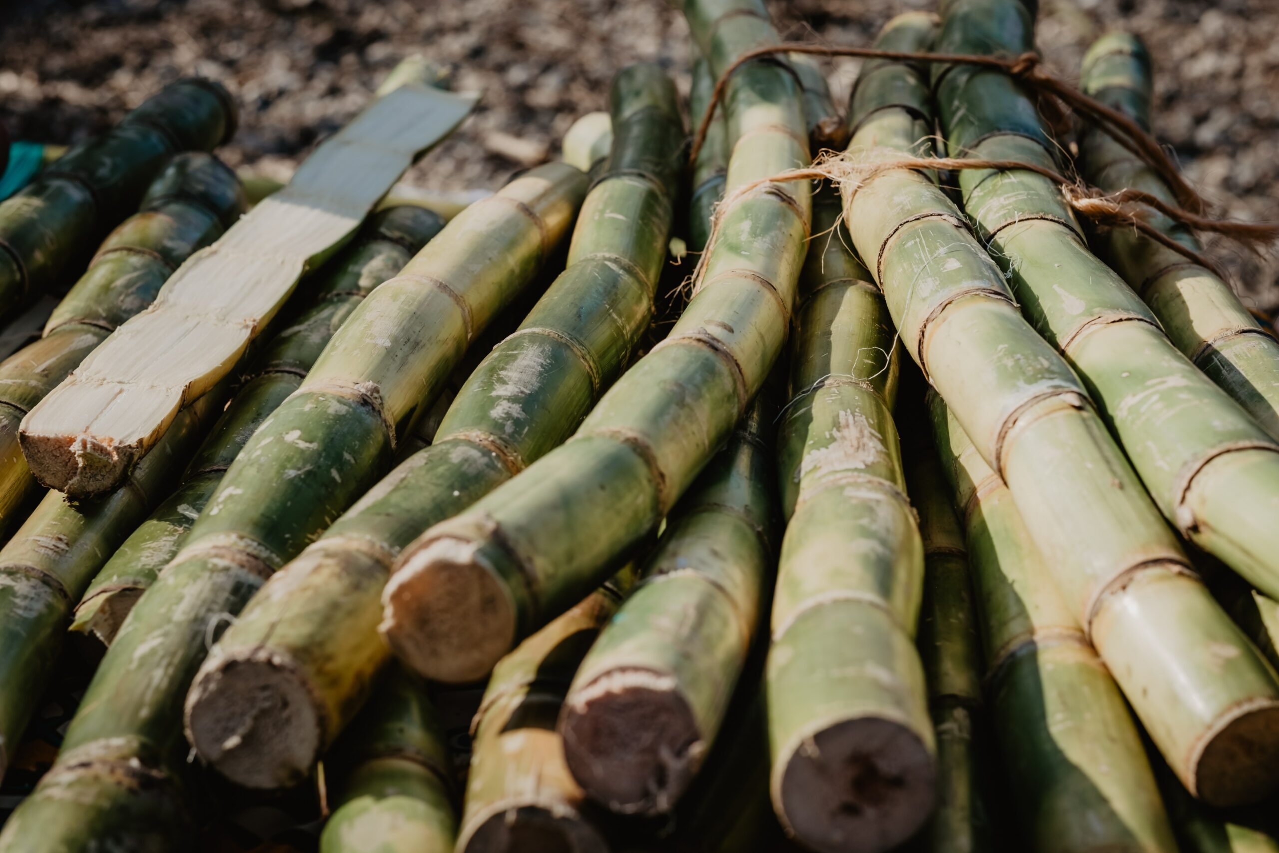 The Many Uses of Sugar Cane - Qemi International