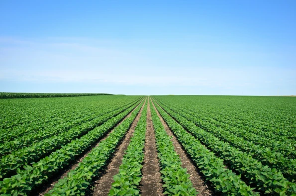 Rows of Iowa soybeans Agriculture