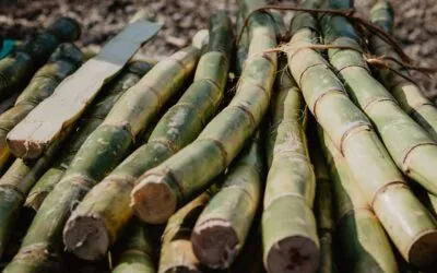The Many Uses of Sugar Cane