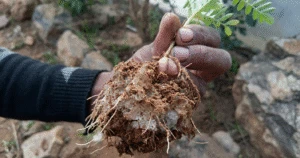 A close-up of a hand holding a plant seedling, showing the root ball integrated with Qemi International super absorbent polymer crystals that are visibly retaining moisture and soil.